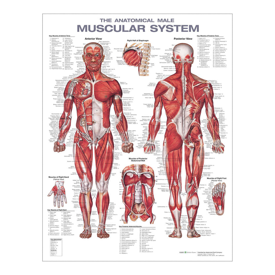 Wolters Kluwer Health Inc Anatomical Male Muscular System Chart-Anatomical Chart Wolters Kluwer Health Inc Male Muscular System 20 X 26 Inch Heavy Paper Grommets Laminated